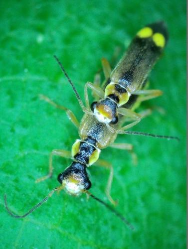 Malthinus seriepunctatus